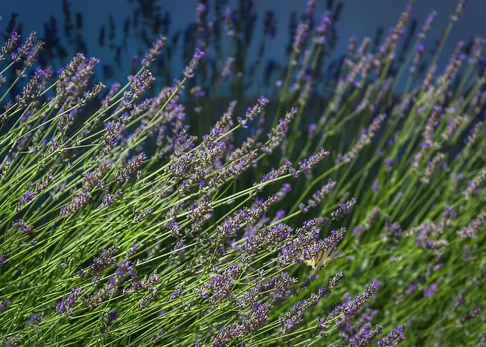 Villa R&b Heated Pool *